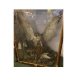 Cased Falcon with Grouse in naturalistic setting, 37" x 28" x 15"