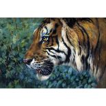 *JOEL KIRK (BORN 1948, BRITISH) Prey Spotted (tiger s head) oil on board, signed lower right 18 =