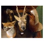 Taxidermy model of a fox mounted on a mahogany shield, together with a further head of a badger