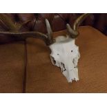 Pair of large antlers, with attached skull