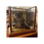 Taxidermy cased model of a merlin perched upon a rock amongst foliate, 11 tall x 10 wide