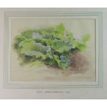 Arthur Gerald Ackermann, RI, (1875-1959, British),Study of foliage, watercolour, unsigned, 215mm x