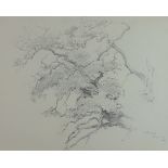 Arthur Gerald Ackermann, RI, (1876-1960, British) "Tree study at Scotney Castle, 1911" pencil