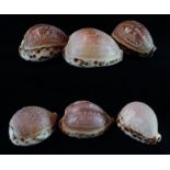 Six mid/late 19th Century carved cowrie shells, Two carved with the Lord's Prayer, one in