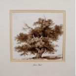 James Stark (1794-1859, British) Tree Study, a Spreading Oak sepia wash drawing 170mm x 180mm and