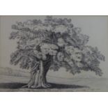 Jane Worship (19th Century, British), A spreading oak tree, pencil drawing, signed and dated 7th