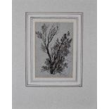 Attributed to James Stark (1794-1859, British) Tree Study charcoal, unsigned 140mm x 93mm, mounted