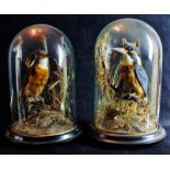 Pair of Victorian taxidermy studies of Kingfishers, in natural habitat under glass domes with