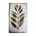 EARLY VICTORIAN EXTENSIVE AND WELL PRESERVED COLLECTION OF PRESSED FLOWERS HOUSED IN TEN ALBUMS