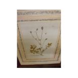 AFTER J J PLENCK, four framed botanical studies