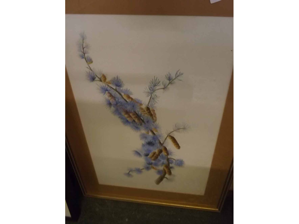 GILLIAN BOYS, framed study, The Blue Atlantic Cedar, 21 x 13ins