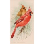 *DAVID ORD-KERR (BORN 1951, BRITISH) "Northern Cardinal" watercolour, signed lower left 7 x 4ins