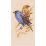 *DAVID ORD-KERR (BORN 1951, BRITISH) "Blue Grosbeak" watercolour, signed lower right 8 x 4ins