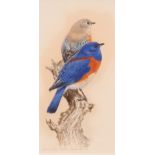 *DAVID ORD-KERR (BORN 1951, BRITISH) "Western Bluebird" watercolour, signed lower right 8 x 4ins