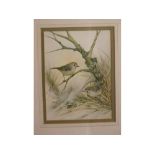 Andrew Osborne, framed watercolour study, Goldcrests, 10 x 8 ins