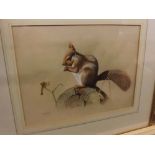 Rex Grattan Flood, watercolour, Red Squirrel, 16 x 12 ins in contemporary gilt frame