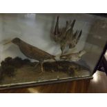 Taxidermy cased Water Rail and two waders in naturalistic setting 13 x 19 ins