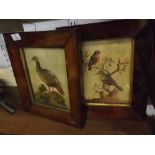 Two unusual Painted and Moulded Pictures, depicting a red legged partridge and a robin and a further