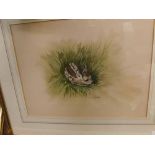 Rex Grattan Flood, contemporary framed watercolour study, Young fawn amongst grass, 13 x 17 ins