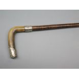 Edwardian hardwood walking cane with horn and silver mounted handle