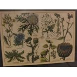 Three botanical prints (3)