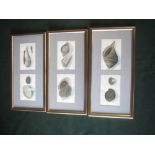 Set of 6 watercolour on rice paper "Shells" each 7cm x 12cm framed as three