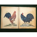 C19th Continental School Exotic Cockerels, watercolours, a pair, image size 22cm x 17cm