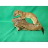 Qty of taxidermy, foxes, stoats etc