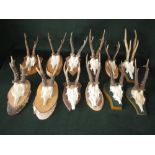 Large quantity of roe deer antlers in shields