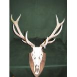 Pair Red Deer Royal antlers on shield