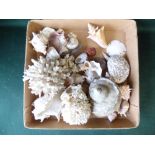 Qty of mixed shells & coral