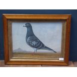 Oil painting study o of a racing pigeon in a landscape