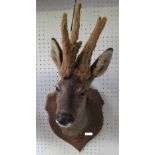 WITHDRAWNTaxidermy roe buck head on oak shield