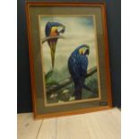 Framed oil painting study of two blue macaws on tree boughs 54.5x36cm