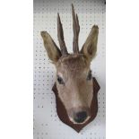 WITHDRAWNTaxidermy roe buck head on oak shield