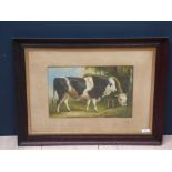 Bovine oil painting study of bulls in a landscape, oak framed