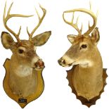Two (2) Mounted Taxidermy Deer Heads with Antlers. Brass plaques to each. Good condition. Measures