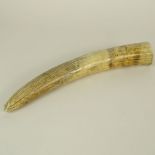 Ivory Walrus Tusk. Minor loss to end, age splits. Measures 13" L. This item will only be shipped