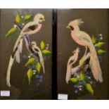 A pair of feather bird pictures.