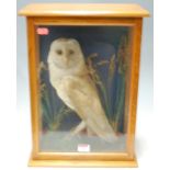 A mid-20th century taxidermy barn owl mounted in a naturalistic setting within a glazed display