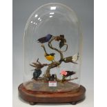A group of Victorian taxidermy exotic birds under glass dome on walnut plinth