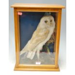 A 20th century taxidermy barn owl mounted in a naturalistic setting within a glazed display case