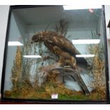 A Victorian taxidermy buzzard together with a jay mounted in a naturalistic setting within a glazed