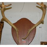 A pair of mounted deer antlers