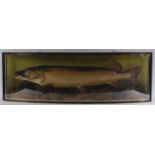 A taxidermy cased pike, housed in naturalistic setting, bowfront gilt-banded display case,