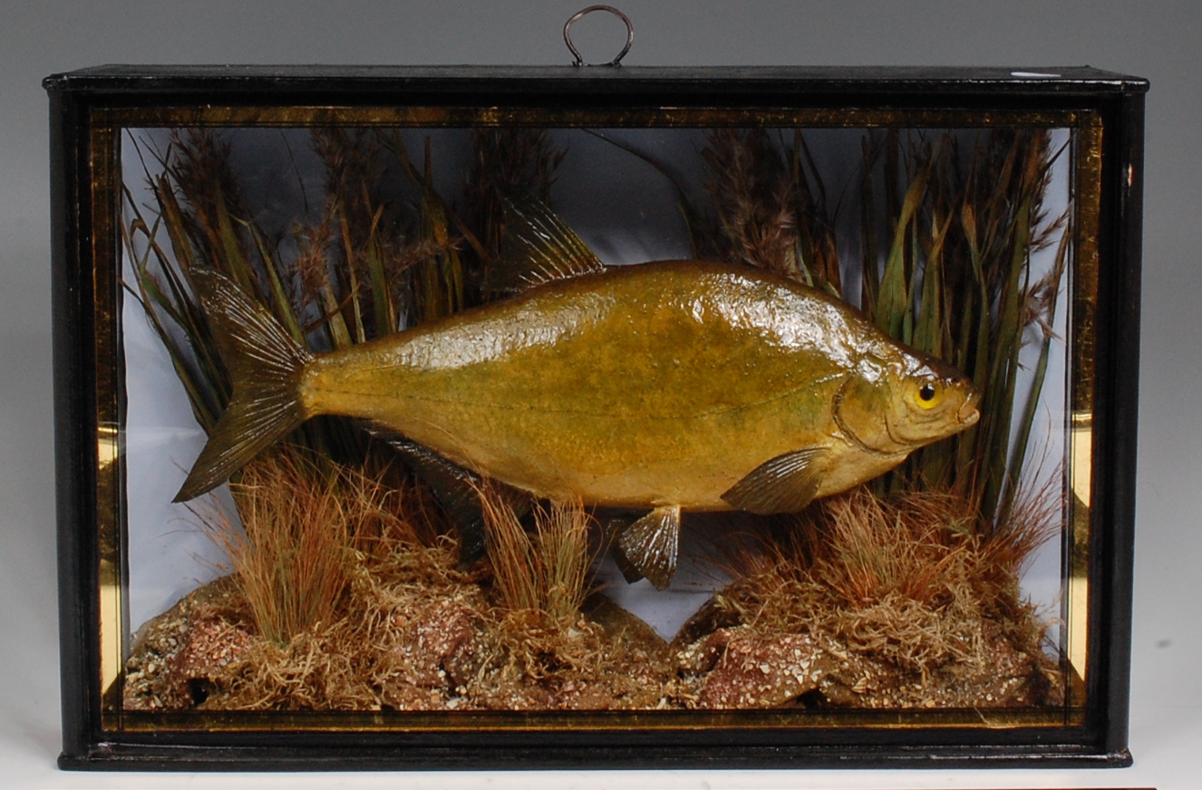 A taxidermy cased silver bream, in naturalistic setting, the case with gilt edging, case w.