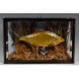 A taxidermy cased silver bream, in naturalistic setting, the case with gilt edging, case w.