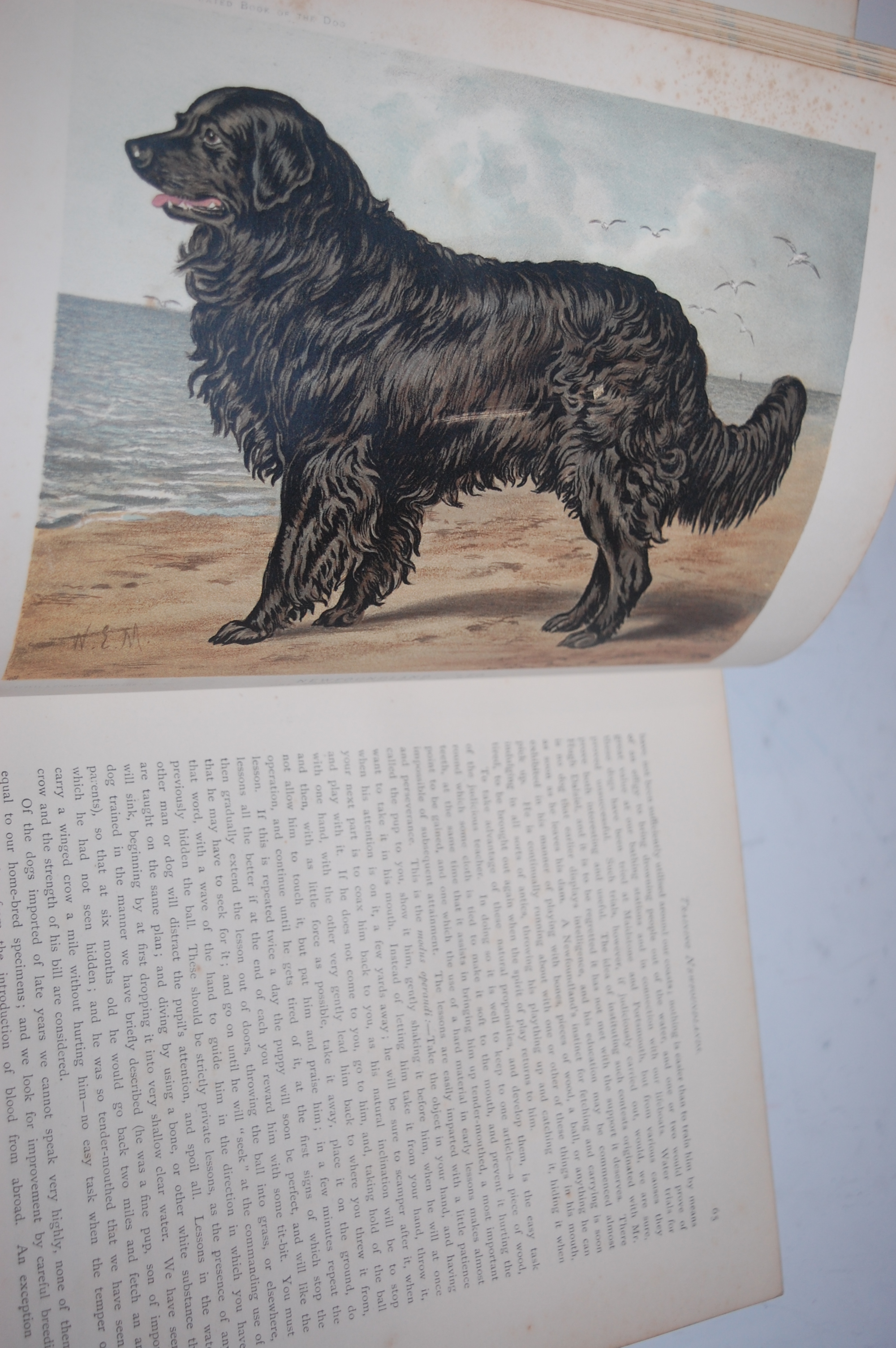 SHAW Vero, The Illustrated Book of the Dog, London, Cassell & Co, circa 1890, 4to, ½ calf, - Image 3 of 3