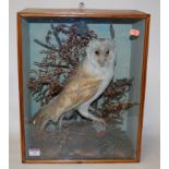 An early 20th century taxidermy barn owl,