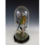 A Victorian display of exotic bird taxidermy, under a glass dome on an ebonized wooden base, 49 cm